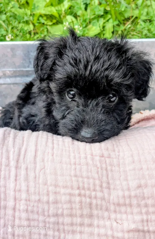 Dixie – Scottish Terrier, Poodle - Miniature  puppy for sale in Salem, MO