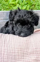 Dixie, a female Scottish Terrier and Poodle - Miniature  for sale in Salem, MO – 1 of 6