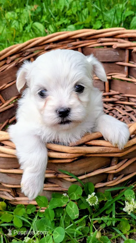 Dolly – Maltese puppy for sale in Salem, MO