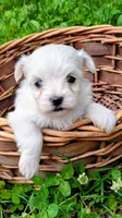 Dolly, a female Maltese for sale in Salem, MO – 1 of 5