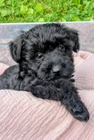Dixie, a female Scottish Terrier and Poodle - Miniature  for sale in Salem, MO – 4 of 6