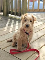 Teddy, a male Scottish Terrier and Poodle - Miniature  for sale in Salem, MO – Photo 2 of 3