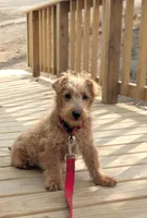 Teddy, a male Scottish Terrier and Poodle - Miniature  for sale in Salem, MO – Photo 1 of 3