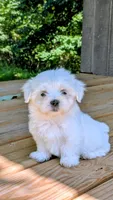 Dax, a male Maltese for sale in Salem, MO – 3 of 7