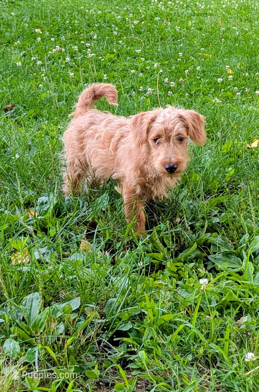 Tank – Scottish Terrier, Poodle - Miniature  puppy for sale in Salem, MO