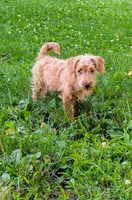 Tank, a male Scottish Terrier and Poodle - Miniature  for sale in Salem, MO – 1 of 6