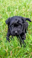 Chase, a male Scottish Terrier and Poodle - Miniature  for sale in Salem, MO – Photo 7 of 7