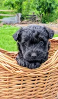 Chase, a male Scottish Terrier and Poodle - Miniature  for sale in Salem, MO – Photo 2 of 7