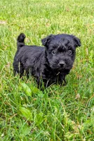 Chase, a male Scottish Terrier and Poodle - Miniature  for sale in Salem, MO – Photo 6 of 7
