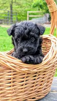 Chase, a male Scottish Terrier and Poodle - Miniature  for sale in Salem, MO – Photo 3 of 7