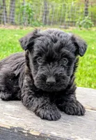 Chase, a male Scottish Terrier and Poodle - Miniature  for sale in Salem, MO – Photo 1 of 7