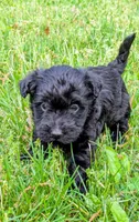 Chase, a male Scottish Terrier and Poodle - Miniature  for sale in Salem, MO – Photo 5 of 7