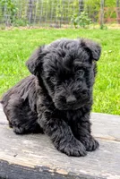 Chase, a male Scottish Terrier and Poodle - Miniature  for sale in Salem, MO – Photo 4 of 7