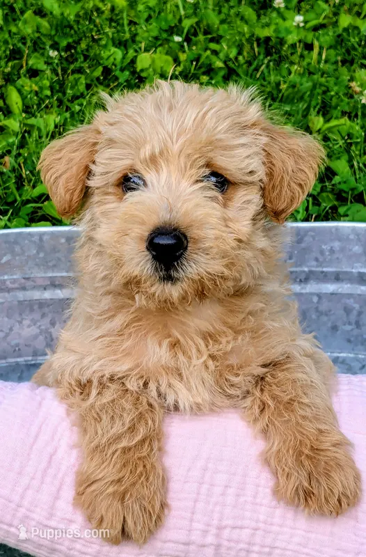 Sofie – Scottish Terrier, Poodle - Miniature  puppy for sale in Salem, MO