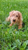 Tank, a male Scottish Terrier and Poodle - Miniature  for sale in Salem, MO – 2 of 6