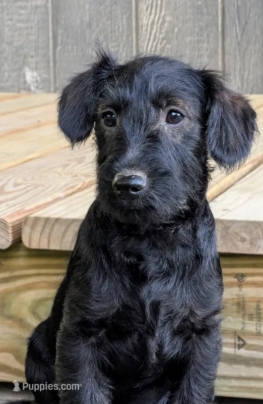 Chief – Scottish Terrier, Poodle - Miniature  puppy for sale in Salem, MO