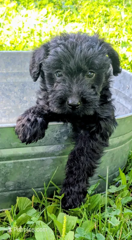 Rocco – Scottish Terrier, Poodle - Miniature  puppy for sale in Salem, MO