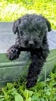 Rocco, a male Scottish Terrier and Poodle - Miniature  for sale in Salem, MO – 1 of 4