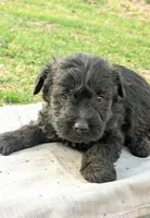 Ruger, a male Scottish Terrier and Poodle - Miniature  for sale in Salem, MO – Photo 2 of 4