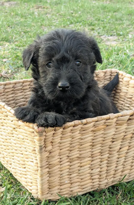 Ruger – Scottish Terrier, Poodle - Miniature  puppy for sale in Salem, MO