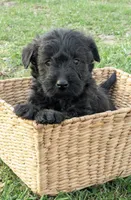 Ruger, a male Scottish Terrier and Poodle - Miniature  for sale in Salem, MO – Photo 1 of 4