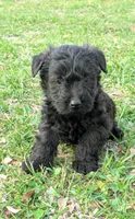 Ruger, a male Scottish Terrier and Poodle - Miniature  for sale in Salem, MO – Photo 4 of 4