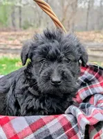 Ruger, a male Scottish Terrier and Poodle - Miniature  for sale in Salem, MO – 2 of 3