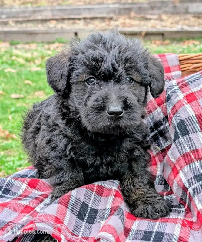 Ruger – Scottish Terrier, Poodle - Miniature  puppy for sale in Salem, MO