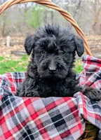 Ruger, a male Scottish Terrier and Poodle - Miniature  for sale in Salem, MO – 3 of 3