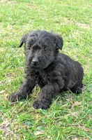 Ruger, a male Scottish Terrier and Poodle - Miniature  for sale in Salem, MO – Photo 3 of 4