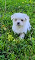 Dash, a male Maltese for sale in Salem, MO – 6 of 10
