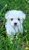 Dash, a male Maltese for sale in Salem, MO – 10 of 10