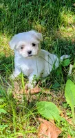 Dash, a male Maltese for sale in Salem, MO – 7 of 10