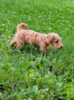 Tank, a male Scottish Terrier and Poodle - Miniature  for sale in Salem, MO – 3 of 6