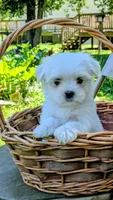 Dash, a male Maltese for sale in Salem, MO – 2 of 10