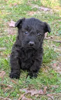 River, a female Scottish Terrier and Poodle - Miniature  for sale in Salem, MO – Photo 4 of 4