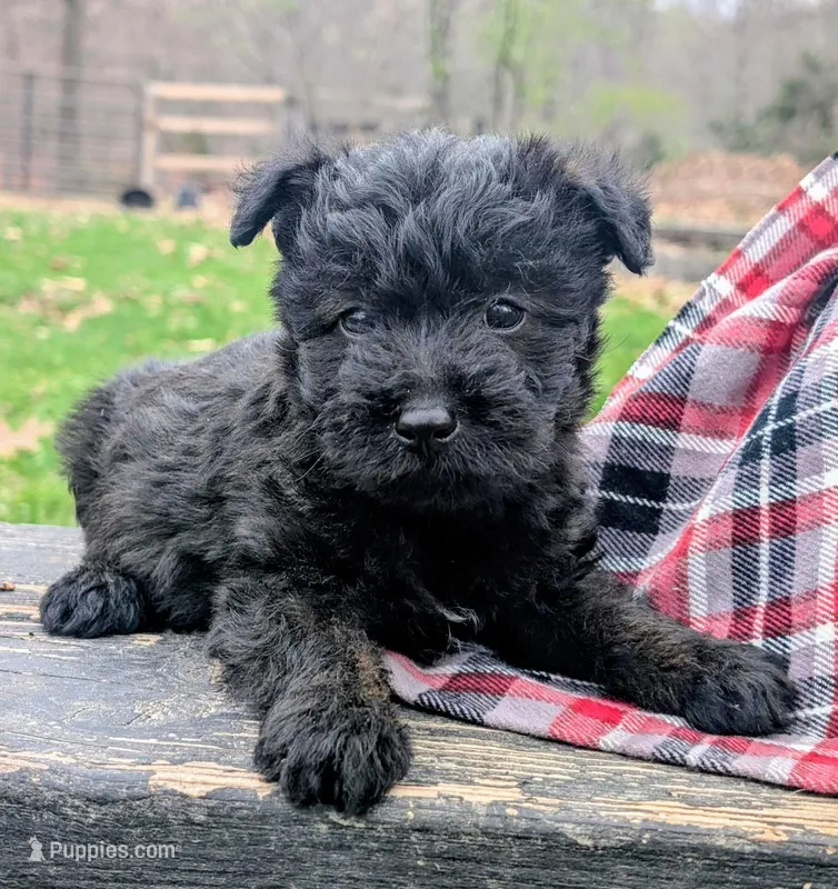 River – Scottish Terrier, Poodle - Miniature  puppy for sale in Salem, MO