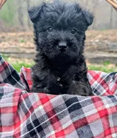 River, a female Scottish Terrier and Poodle - Miniature  for sale in Salem, MO – 2 of 4