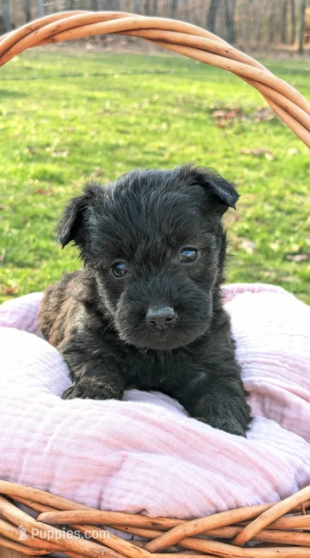 River – Scottish Terrier, Poodle - Miniature  puppy for sale in Salem, MO
