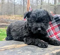 River, a female Scottish Terrier and Poodle - Miniature  for sale in Salem, MO – 3 of 4