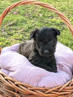 River, a female Scottish Terrier and Poodle - Miniature  for sale in Salem, MO – Photo 3 of 4