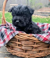 River, a female Scottish Terrier and Poodle - Miniature  for sale in Salem, MO – 4 of 4