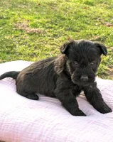River, a female Scottish Terrier and Poodle - Miniature  for sale in Salem, MO – Photo 2 of 4