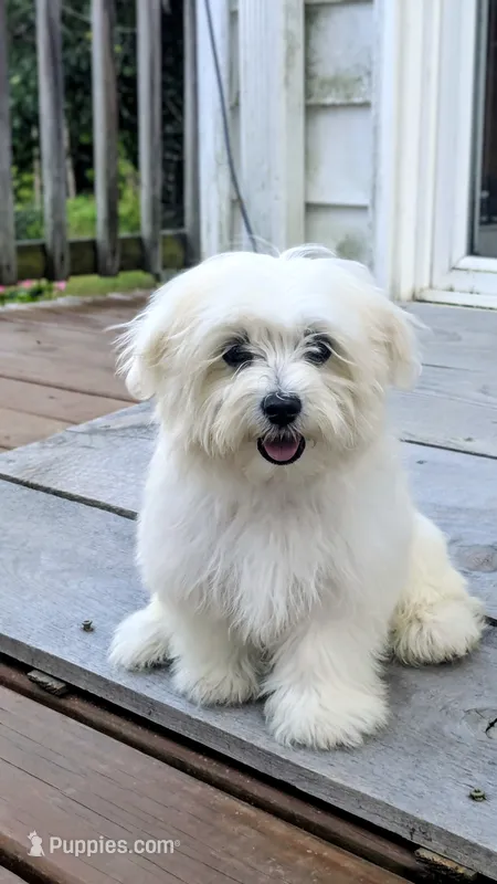 Dax – Maltese puppy for sale in Salem, MO