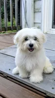 Dax, a male Maltese for sale in Salem, MO – 1 of 6