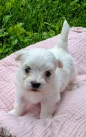 Dolly, a female Maltese for sale in Salem, MO – 3 of 5