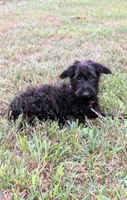Dixie, a female Scottish Terrier and Poodle - Miniature  for sale in Salem, MO – 5 of 6