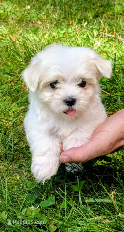 Demi – Maltese puppy for sale in Salem, MO