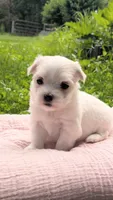 Demi, a female Maltese for sale in Salem, MO – 5 of 6
