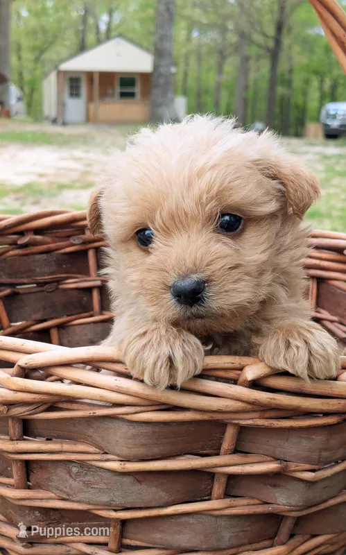 Toby – Scottish Terrier, Poodle - Miniature  puppy for sale in Salem, MO